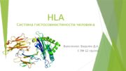 HLA Система гистосовместимости человека Выполнила: Бадалян Д. А.