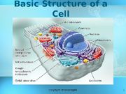 1 Basic Structure of a Cell copyright cmassengale