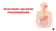Анатомия органов пищеварения  Пищевод, oesophagus , —